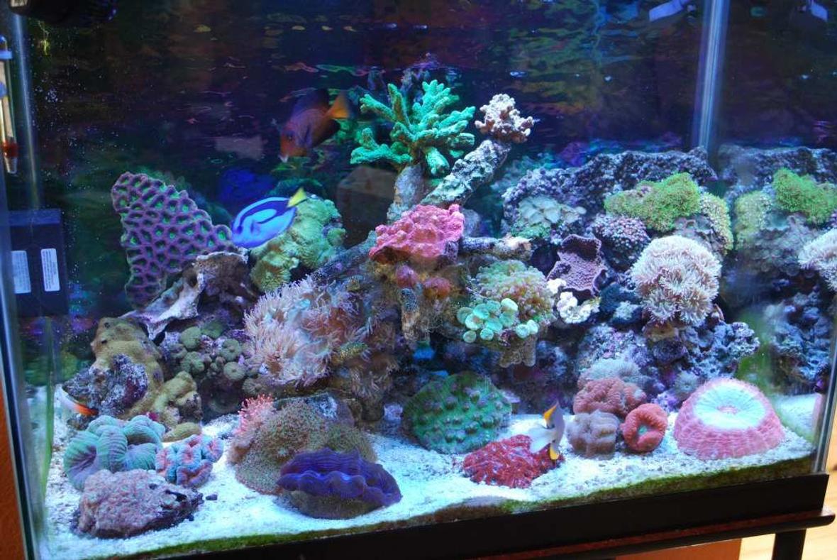 55 gallons reef tank (mostly live coral and fish) - most recent tank shot