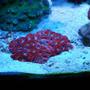 corals inverts - acanthastrea lordhowensis - acan lord stocking in 55 gallons tank - aussie superman acan
