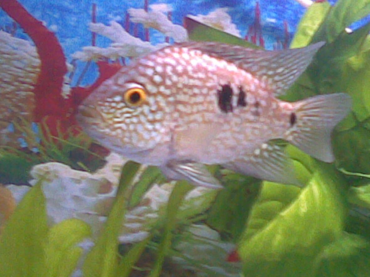 freshwater fish - herichthys cynoguttatus - texas cichlid stocking in 55 gallons tank - My Texas