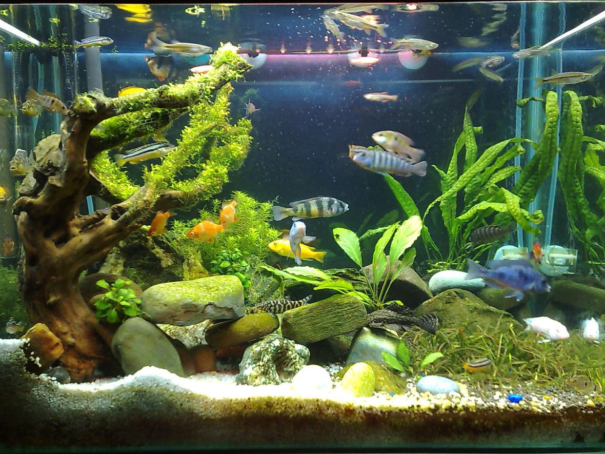 20 gallons planted tank (mostly live plants and fish) - riccia tree-1 month tank