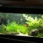 350 gallons planted tank (mostly live plants and fish) - AQUA =: 350L : 2 Aqua filter Pro Sp2(ext. filter), T5 lightning 2 x48W , aquaheater 300w. FISH = discus,angelfish,apistogramma sp., green phantom pleco, net pleco, axolotl and a firebelly newt. PLANTS = echinodorus bleheri,valineria, others plants are from south america but i can remember the names.