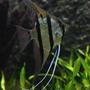 freshwater fish - pterophyllum scalare - angelfish stocking in 350 gallons tank - Angel Fish (wild) from tefe