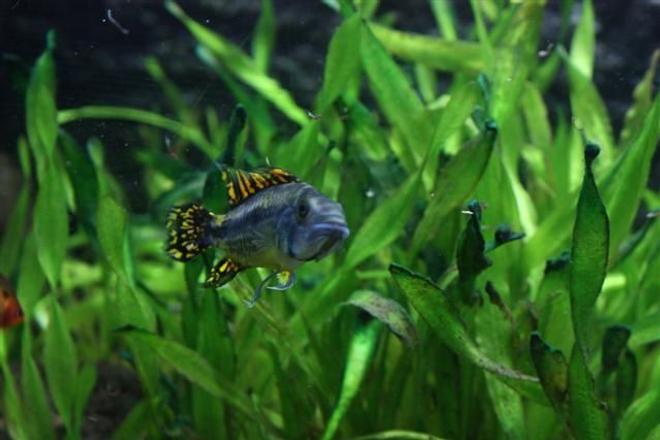 freshwater fish - apistogramma cacatuoides - double full red cockatoo cichlid stocking in 350 gallons tank - Apistogramma cactuoides