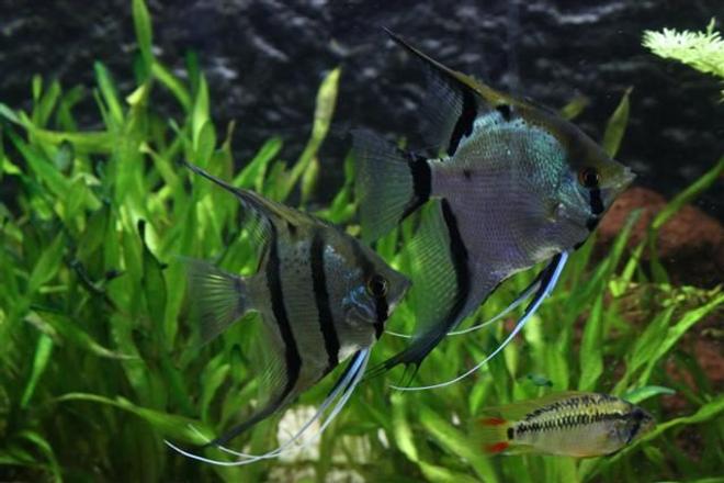 freshwater fish - pterophyllum sp. - silver zebra angel stocking in 350 gallons tank - 2 Angelsfish
1 apistogramma vijita