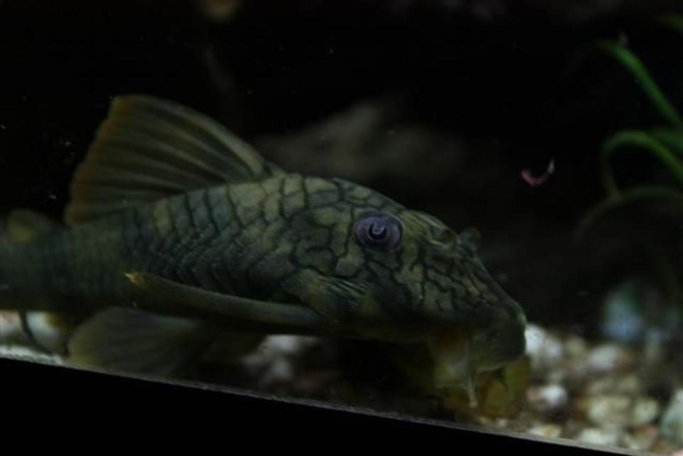 freshwater fish - peckoltia platyrhyncha - net pleco (l-037) stocking in 350 gallons tank - Net pleco