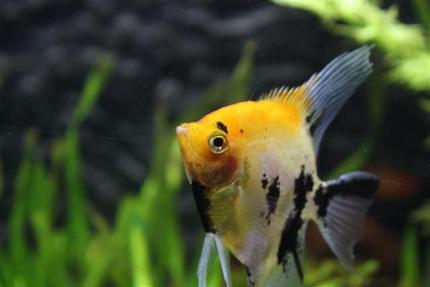 freshwater fish - pterophyllum sp. - koi angel stocking in 350 gallons tank - angelfish
