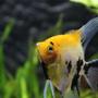 freshwater fish - pterophyllum sp. - koi angel stocking in 350 gallons tank - angelfish