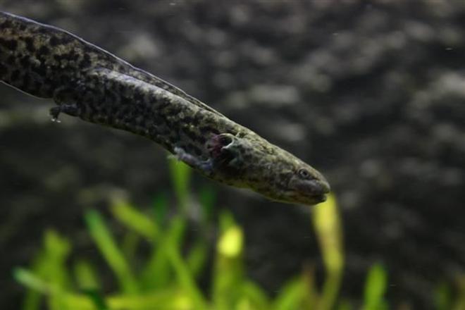 freshwater fish - ambystoma mexicanum - axolotl stocking in 350 gallons tank - Axolotl