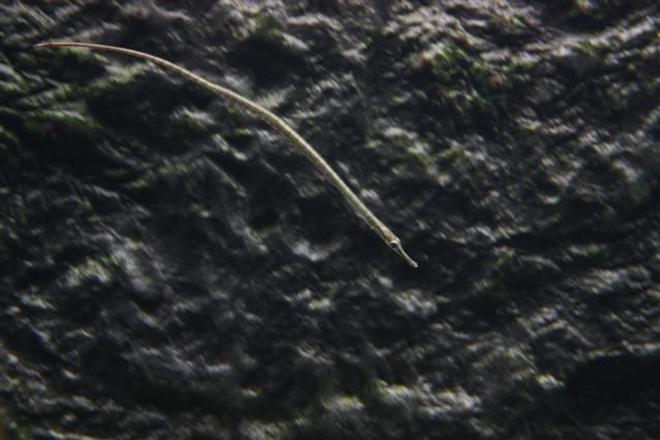 freshwater fish - syngnathus acus - pipefish stocking in 350 gallons tank - it's a freshwater version of syngnathus (family of the seahorse)