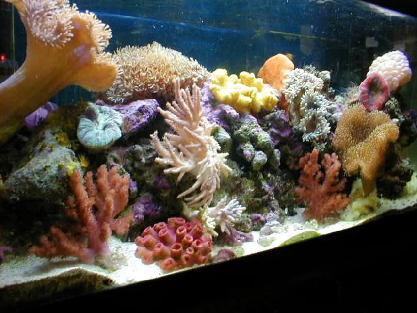 Rated #18: 20 Gallons Reef Tank - ***7 years old*** Soft Coral Reef Tank