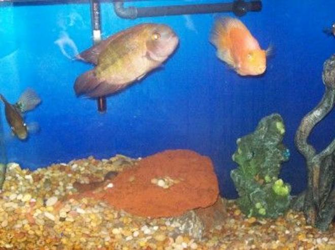 freshwater fish - hypselecara temporalis - chocolate cichlid stocking in 125 gallons tank - my parrot and chocolate cichlid in my 100g.
