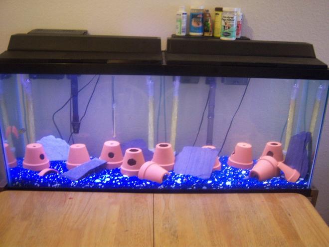 5 gallons freshwater fish tank (mostly fish and non-living decorations) - test pic