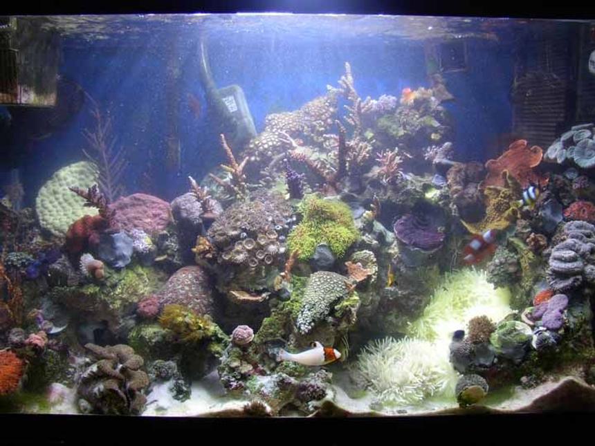 Rated #99: 29 Gallons Reef Tank - 29 gallon mixed reef tank. tank is 3mths old