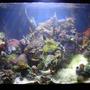 29 gallons reef tank (mostly live coral and fish) - 29 gallon mixed reef tank. tank is 3mths old