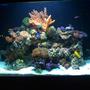 75 gallons reef tank (mostly live coral and fish) - Close up picture