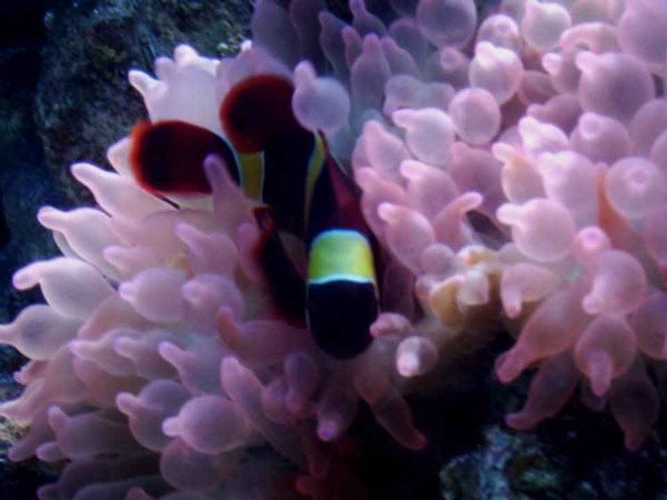 corals inverts - entacmaea quadricolor - rose bulb anemone stocking in 75 gallons tank - Yellow Stripe Maroon Clown and Rose BTA