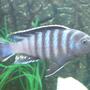freshwater fish - pseudotropheus elongatus - elongate mbuna stocking in 64 gallons tank - Black Eastern Malawi
