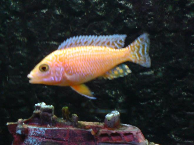 freshwater fish - aulonocara sp. - dragon blood peacock stocking in 64 gallons tank - Unknown, but beautiful