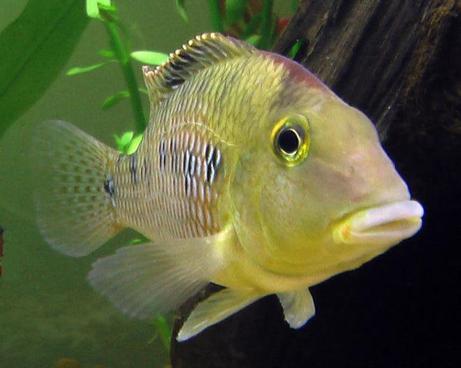 freshwater fish - geophagus steindachneri - redhump eartheater stocking in 26 gallons tank - "Geo" the Redhump Eartheater mugging for the camera.  He greets people with great enthusiasm and spends the day moving pebbles around with his mouth.