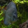 freshwater fish - symphysodon aequifasciata - royal blue discus stocking in 350 gallons tank - Discus Fish