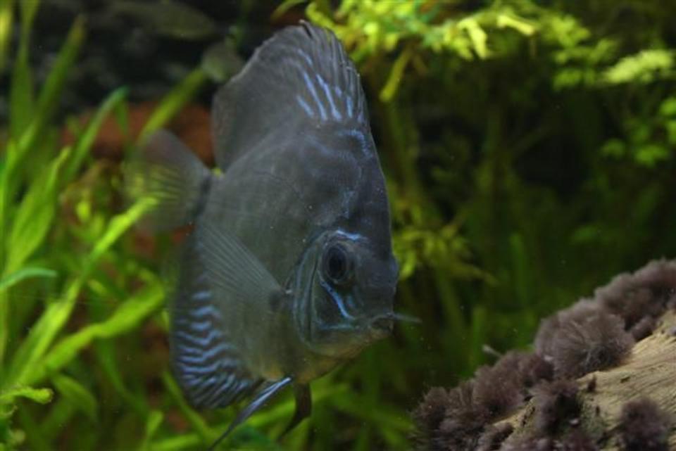freshwater fish - symphysodon aequifasciata - royal blue discus stocking in 350 gallons tank - Discus Fish