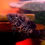 freshwater fish - astronotus ocellatus - tiger oscar stocking in 50 gallons tank - William Murderface the 3.5" Tiger Oscar