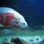 freshwater fish - astronotus ocellatus - albino oscar stocking in 80 gallons tank - Oscar