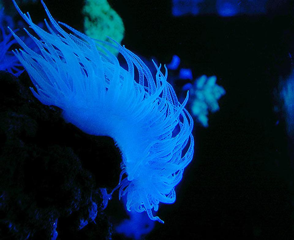 corals inverts - rhyzotrochus typus - white rhyzo stocking in 150 gallons tank - rhyzos looking like a cockatoo crown.