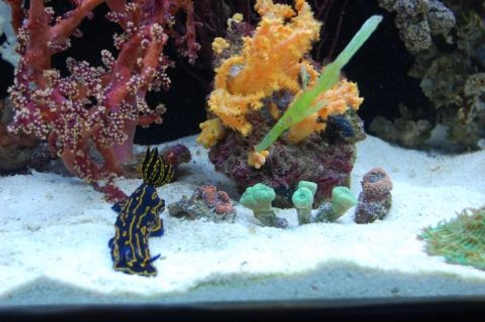 saltwater fish - solenostomus cyanopterus - robust ghostpipefish stocking in 60 gallons tank - Ghost pipe-fish with my greek godess slug