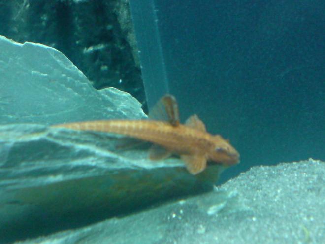 freshwater fish - rineloricaria fallax - whiptail pleco stocking in 64 gallons tank - Whiptail