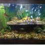 75 gallons freshwater fish tank (mostly fish and non-living decorations) - 75 gallon 1.25 bull rock large flag stone 80 fish , 9 different species