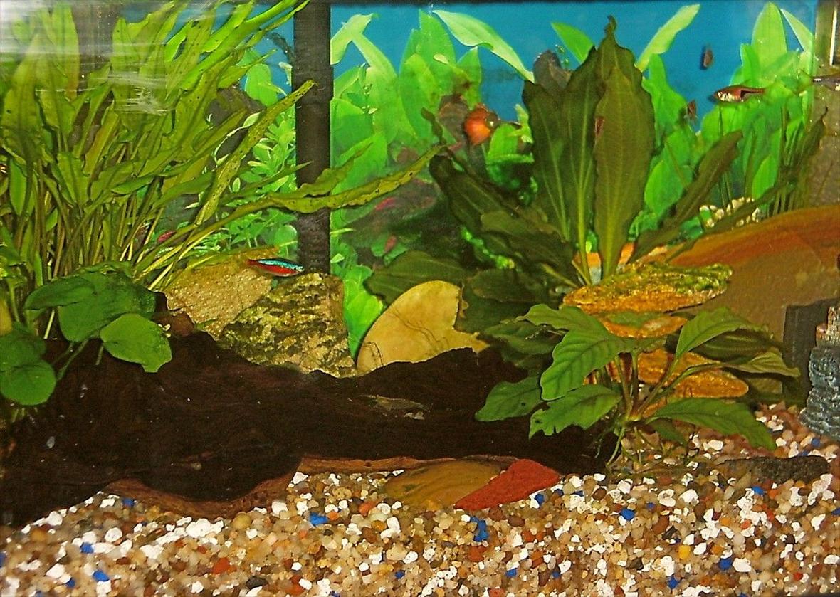 10 gallons planted tank (mostly live plants and fish) - small fresh water tank with plants and a few fish