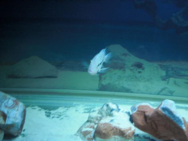 freshwater fish - thorichthys meeki - firemouth cichlid stocking in 80 gallons tank - Firemouth