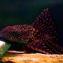 freshwater fish - hypostomus plecostomus - common pleco stocking in 50 gallons tank - Nathan Explosion