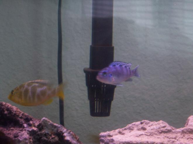 freshwater fish - nimbochromis venustus - venustus cichlid stocking in 55 gallons tank - my venusa and kenyi