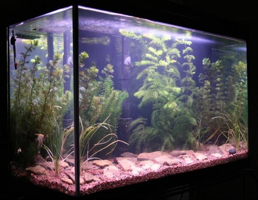 Rated #137: 29 Gallons Planted Tank - This is my planted tank with African Dwarf Frogs and Angelfish. Theres only one angelfish in there but I plan to add 3 more here soon. I used Flourite (made by Seachem) for the substrate and rocks I found down at the creek. Make sure that if you use rocks from a creek or stream that you clean them real good as not to get parasites in your tank. What I did was I scrubbed each rock thoroughly with a scrub brush. Then I soaked them in bleach water for 24 hours. I rinsed and re-scrubbed them with the scrub brush. Then I soaked them in freshwater for 24 hours. Then I rinsed and scrubbed them one last time before adding them to my tank. It was a hefty job and time consuming but they look great in my tank.