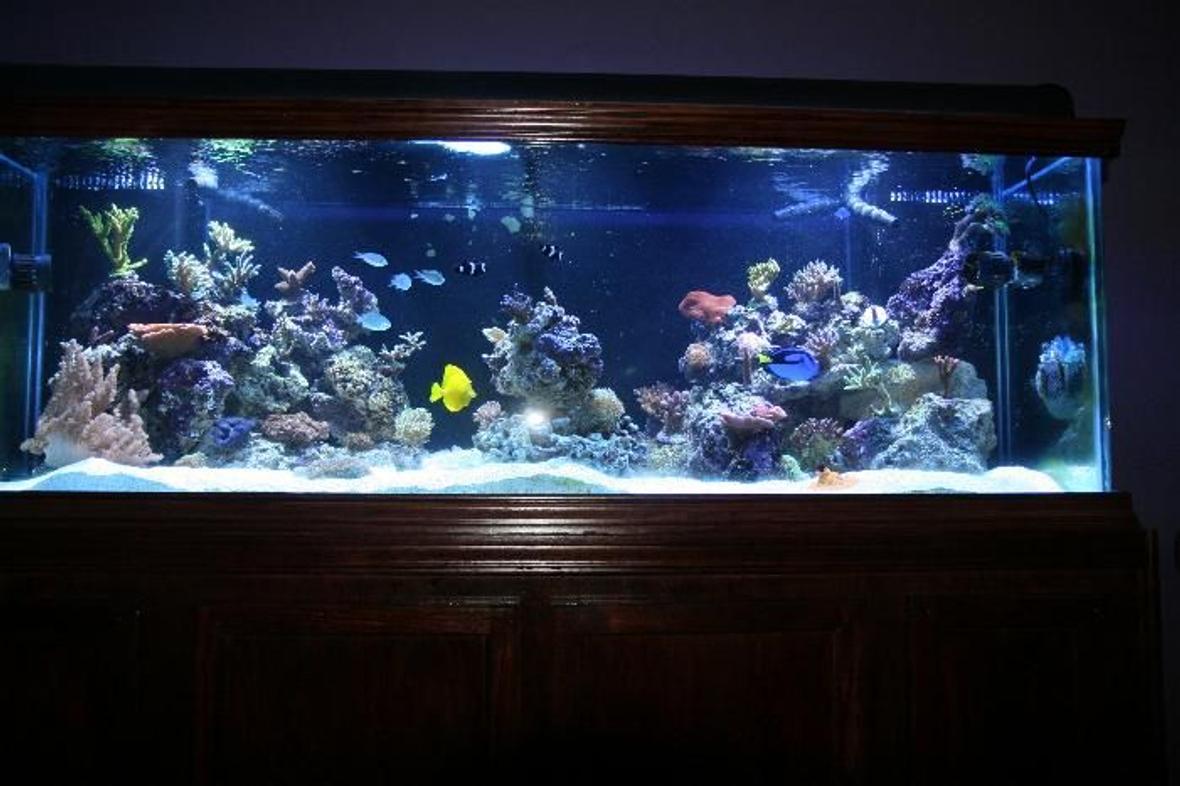 180 gallons reef tank (mostly live coral and fish) - 180G Reef tank with SPS