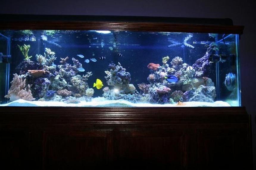 Rated #22: 180 Gallons Reef Tank - 180G Reef tank with SPS