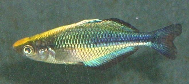 freshwater fish - melanotaenia lacustris - turquoise rainbow stocking in 72 gallons tank - A young and beautiful Melanotaenia Lacustris male aka Lake Kutubu rainbowfish, Blue rainbowfish, Turquoise rainbowfish
