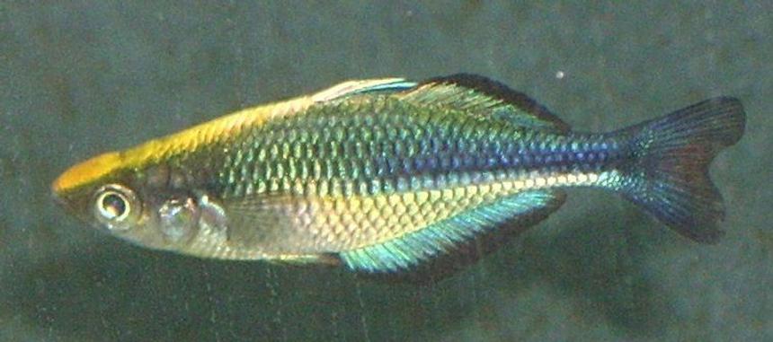 Rated #1826: Freshwater Fish - Melanotaenia Lacustris - Turquoise Rainbow Stocking In 72 Gallons Tank - A young and beautiful Melanotaenia Lacustris male aka Lake Kutubu rainbowfish, Blue rainbowfish, Turquoise rainbowfish