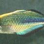 freshwater fish - melanotaenia lacustris - turquoise rainbow stocking in 72 gallons tank - A young and beautiful Melanotaenia Lacustris male aka Lake Kutubu rainbowfish, Blue rainbowfish, Turquoise rainbowfish