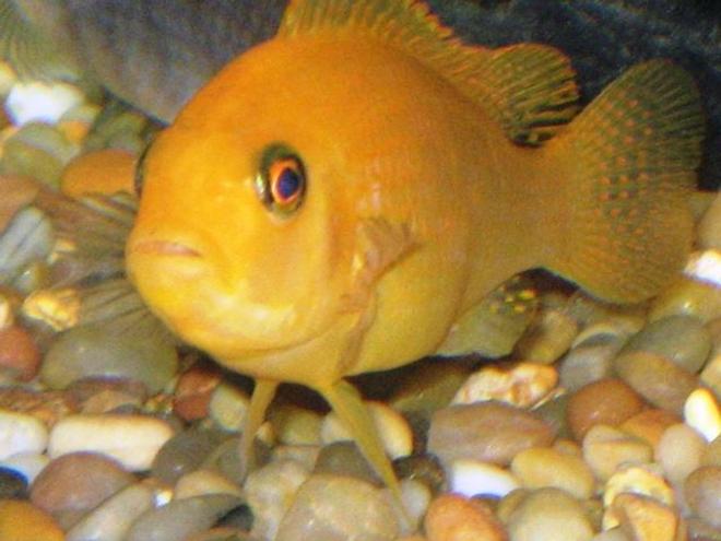freshwater fish - pseudotropheus estherae - red zebra cichlid stocking in 150 gallons tank - Red Zebra Cichlid... Thanks dizzcat!!!!