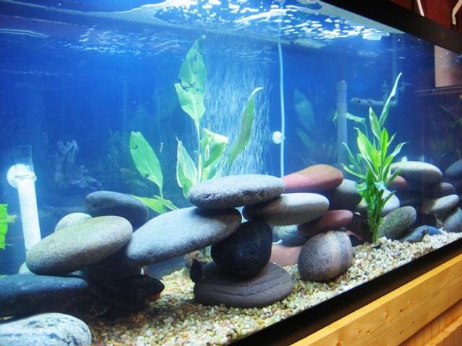 150 gallons planted tank (mostly live plants and fish) - Updated 75g African Cichlid tank with the new live plants!