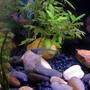 freshwater fish - kryptopterus bicirrhis - ghost glass cat stocking in 10 gallons tank - Can you find the glass catfish???