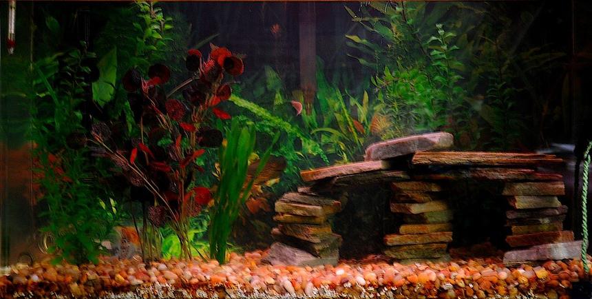 Rated #128: 50 Gallons Planted Tank - my 50 gallon (knda fuzzy picture, sorry)