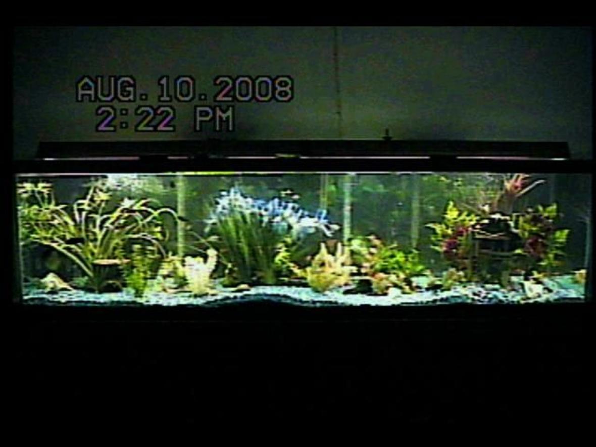 125 gallons planted tank (mostly live plants and fish) - 125-gallon freshwater community fish aquarium