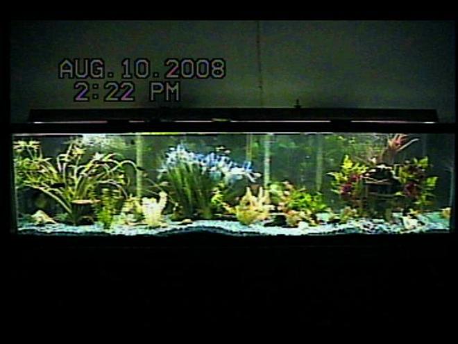 125 gallons planted tank (mostly live plants and fish) - 125-gallon freshwater community fish aquarium