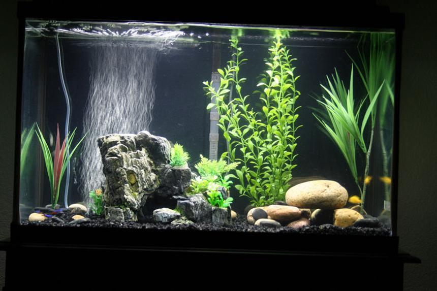 Rated #1205: 29 Gallons Freshwater Fish Tank - 29 gal cichlid tank
2 Yellow labs (1 male, 1 female)
2 Kenyi
1 Pictus Cat
2 Red eye Tetra