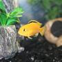 freshwater fish - labidochromis caeruleus - electric yellow cichlid stocking in 29 gallons tank - Electric yellow cichlid