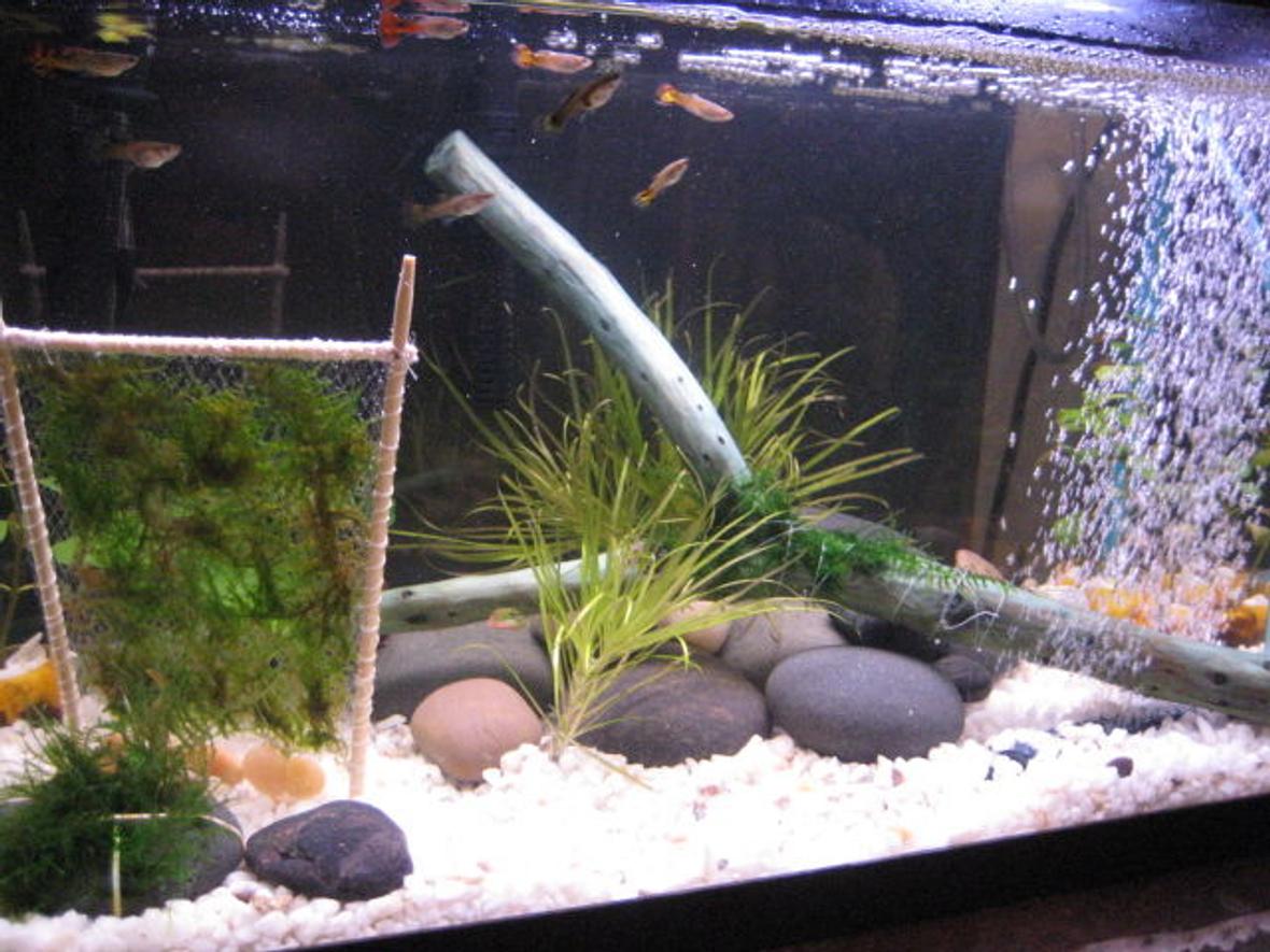 10 gallons freshwater fish tank (mostly fish and non-living decorations) - My first 10 gallon tank. Amano moss, amano shrimp, 10 guppies, 3 neon tetras. That wooden frame thing is to create a mini moss wall.